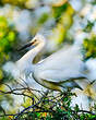 Aigrette garzette