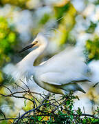 Little Egret