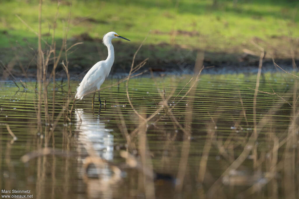 Aigrette neigeuse