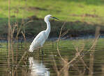 Aigrette neigeuse