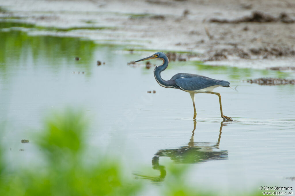 Aigrette tricolore