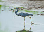 Aigrette tricolore