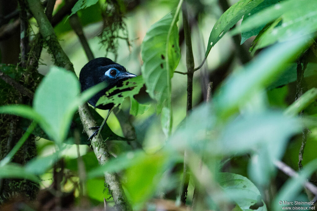 Blue-lored Antbird