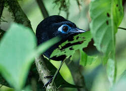 Blue-lored Antbird