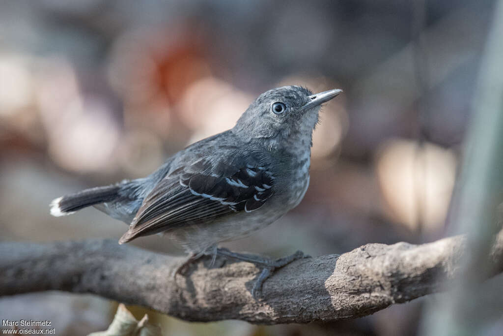 Band-tailed Antbird female adult, identification