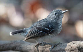 Band-tailed Antbird