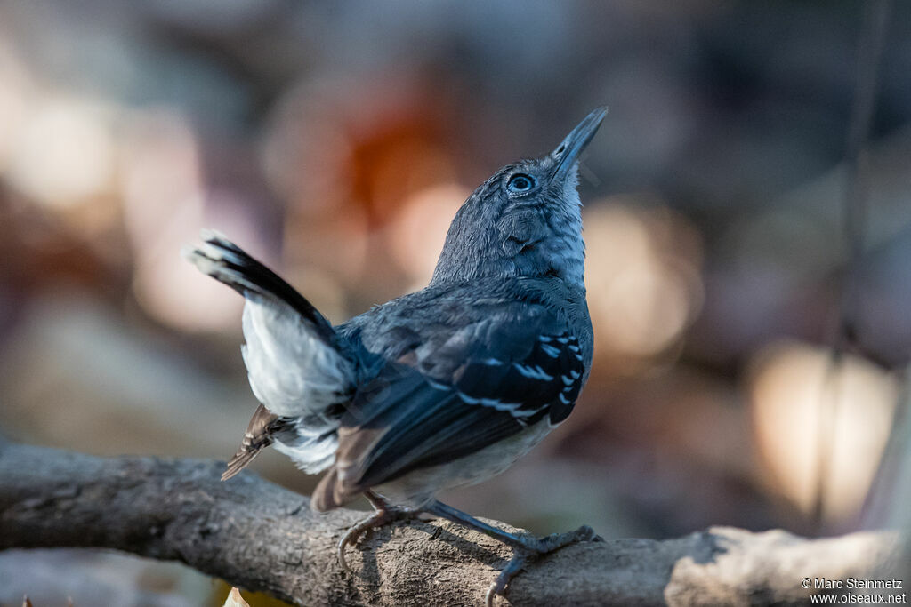 Band-tailed Antbird