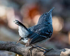 Band-tailed Antbird