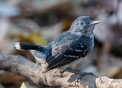 Band-tailed Antbird