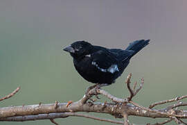 White-billed Buffalo Weaver