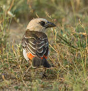 White-headed Buffalo Weaver