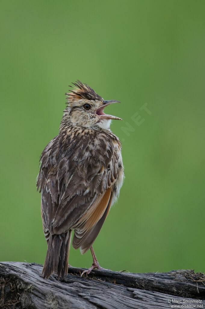 Rufous-naped Lark