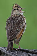 Rufous-naped Lark