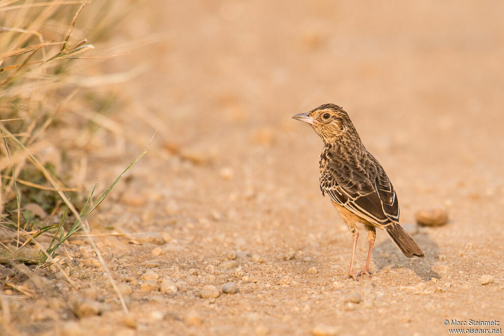 Flappet Lark