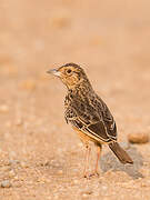 Flappet Lark