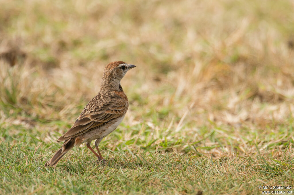 Red-capped Lark