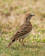 Red-capped Lark