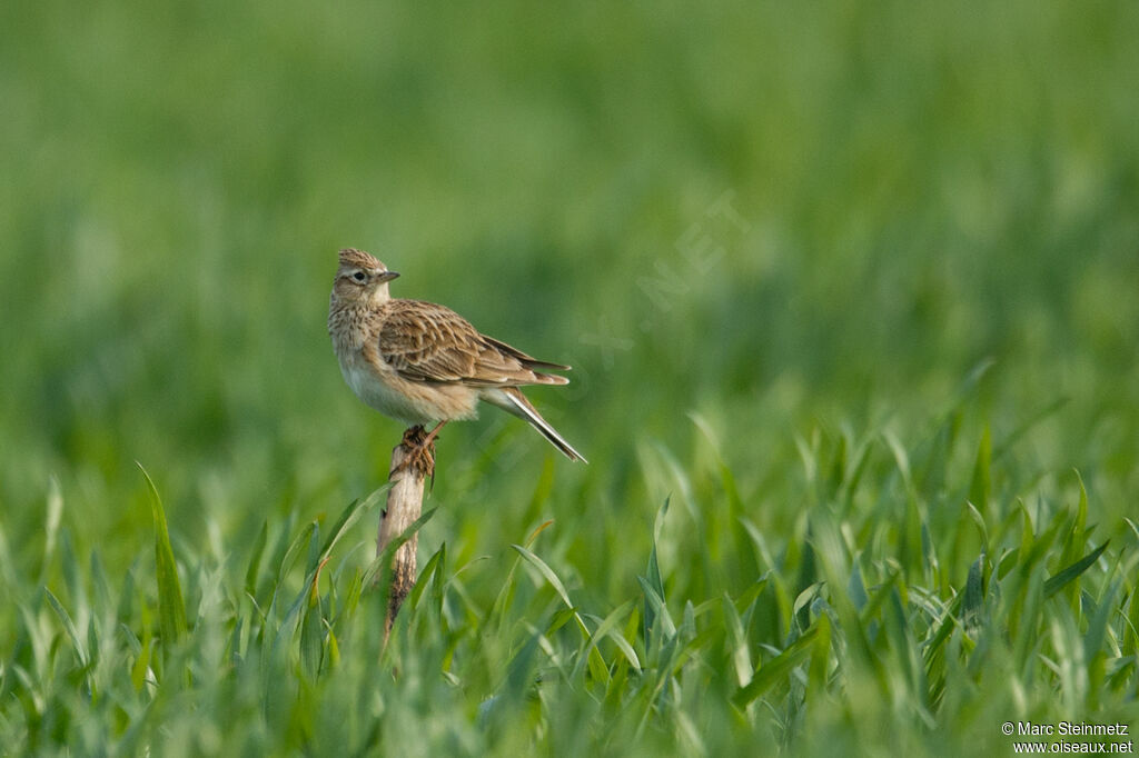 Eurasian Skylark