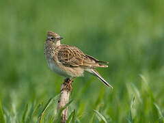 Eurasian Skylark