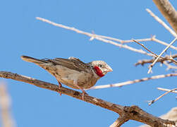 Cut-throat Finch