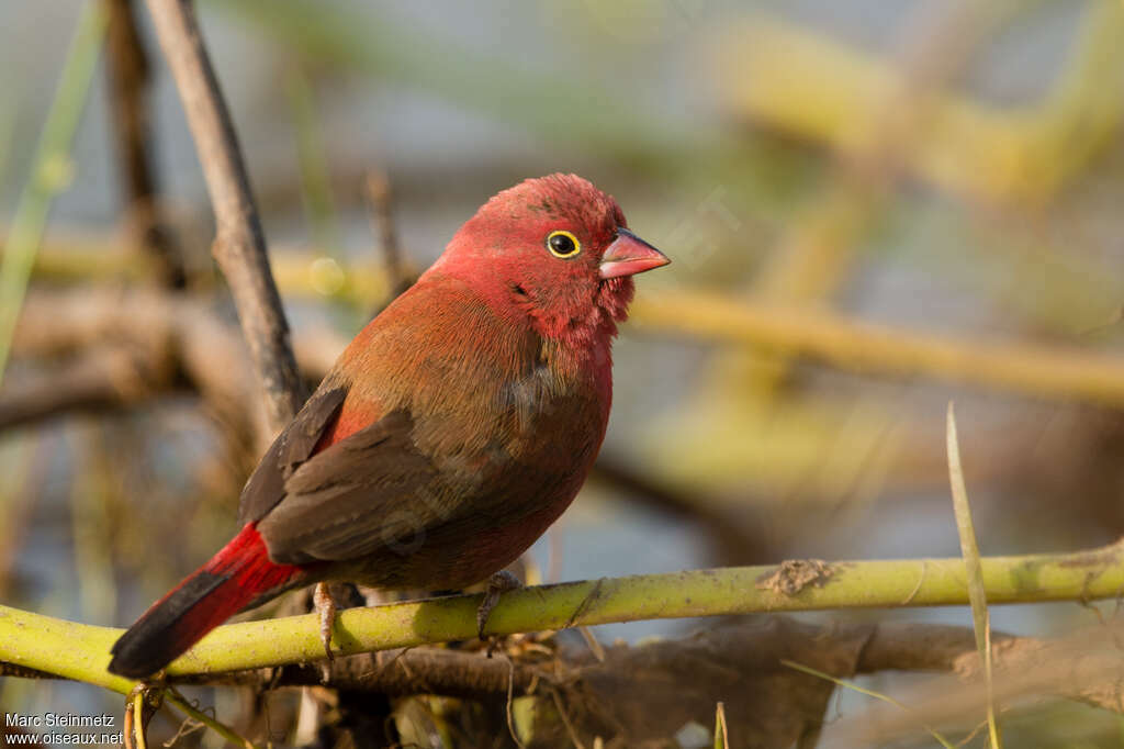 Red-billed Firefinch male adult, identification