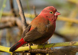 Red-billed Firefinch