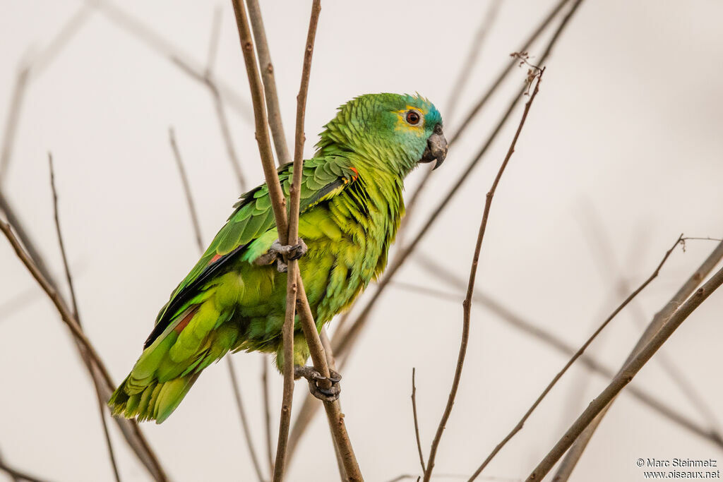 Amazone à front bleu