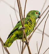 Turquoise-fronted Amazon