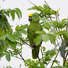 Amazone à front jaune