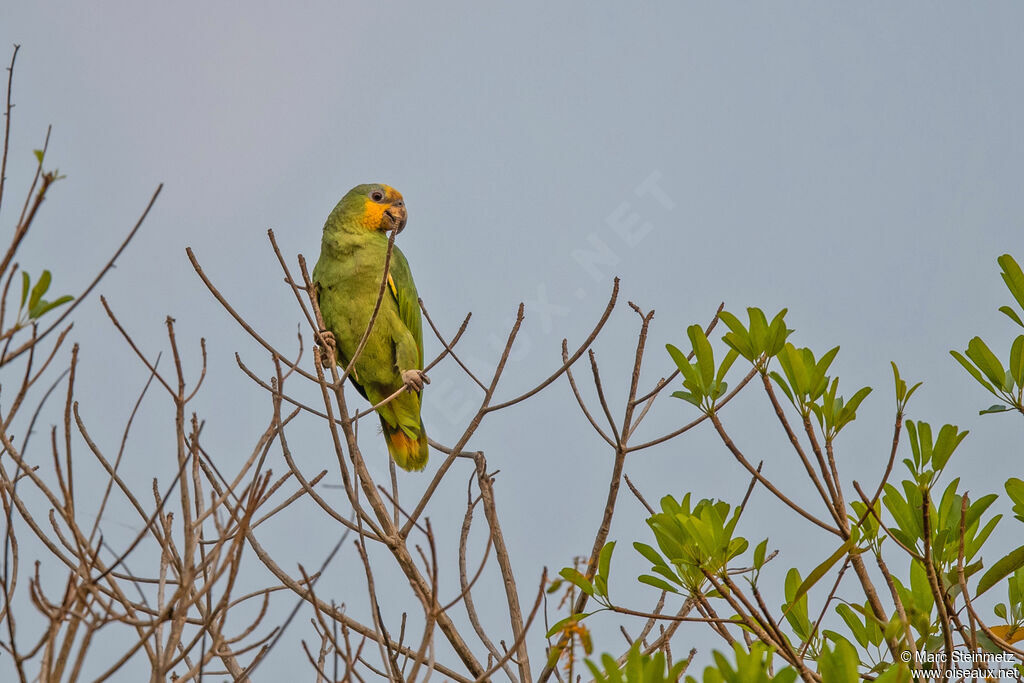 Orange-winged Amazon