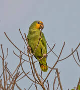 Orange-winged Amazon