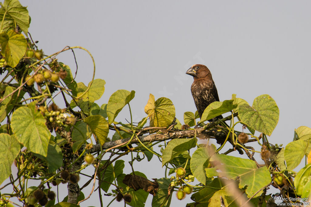 Thick-billed Weaver