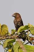 Thick-billed Weaver