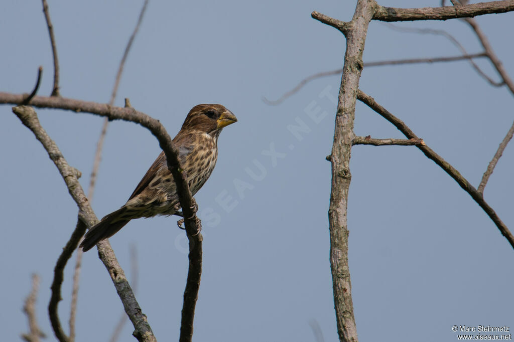 Thick-billed Weaver