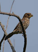 Thick-billed Weaver