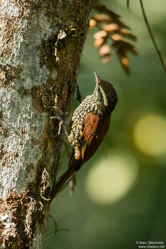 Pearled Treerunner