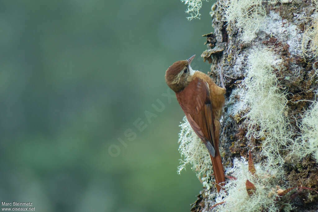 Ruddy Treerunneradult, identification