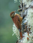 Ruddy Treerunner