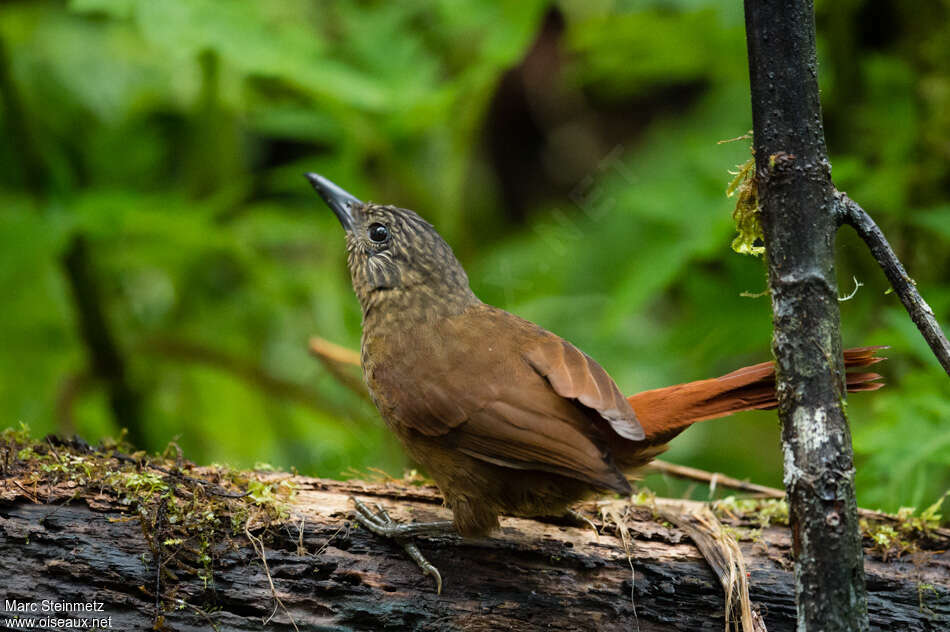 Streak-capped Treehunteradult, identification