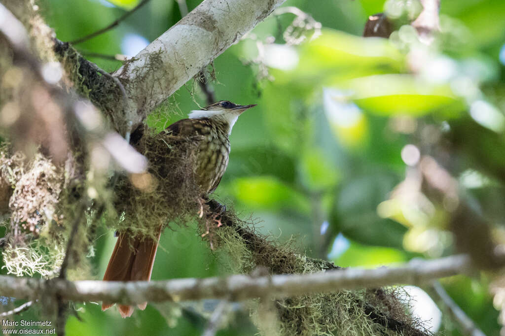 Streaked Tuftedcheek, identification