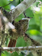 Streaked Tuftedcheek