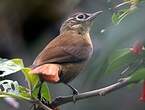 Anabate montagnard