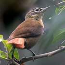 Anabate montagnard