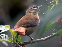 Anabate montagnard