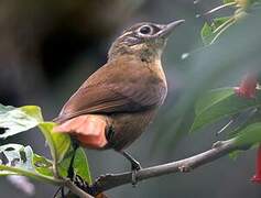 Anabate montagnard