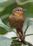 Buff-fronted Foliage-gleaner