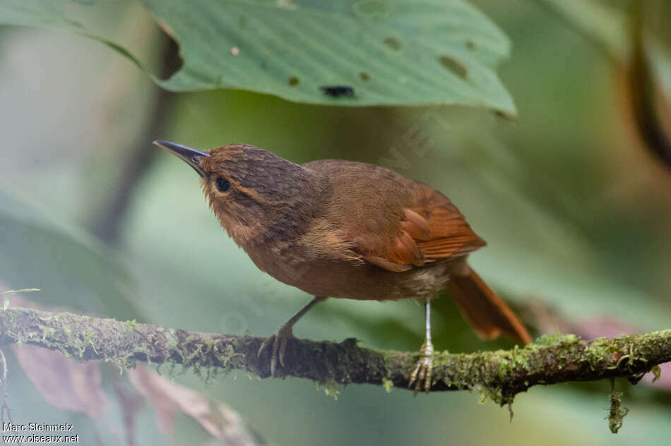 Anabate rouxadulte, identification