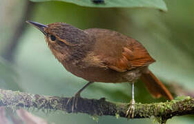 Buff-fronted Foliage-gleaner