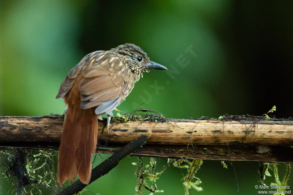 Striped Treehunteradult