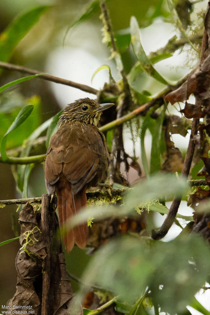 Lineated Foliage-gleaneradult, identification